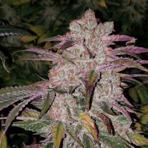Ethos Genetics Purple Thai RBX1 Auto feminisiert – 6 Samen