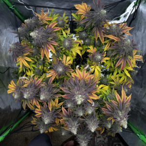 Brothers Grimm Seeds Ricky’s Hash Plant feminisiert (Trailer Park Boys Collab) – 9 Samen