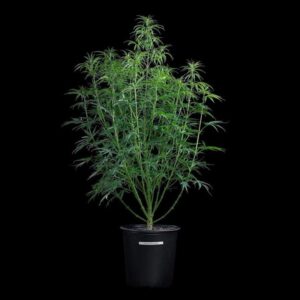 Brothers Grimm Seeds Rosetta Stone