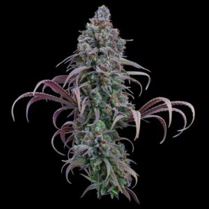Brothers Grimm Seeds Rosetta Stone