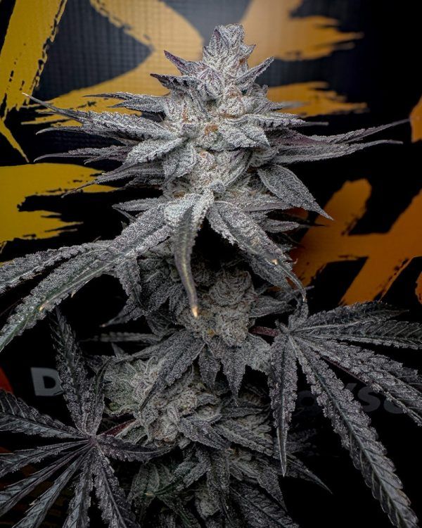 Solfire Gardens Rubicite feminisierte Cannabis Samen