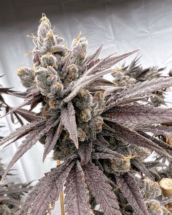 Solfire Gardens Shot Caller feminisierte Cannabis Samen