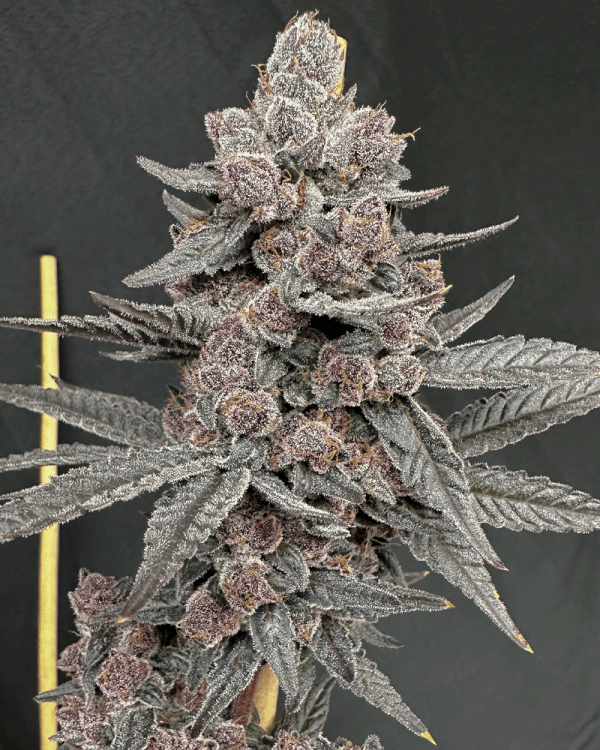 Solfire Gardens Sinferno feminisierte Cannabis Samen