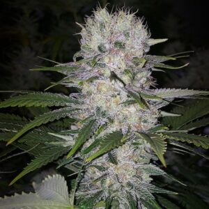Ethos Genetics Skunk Hero RBX1 feminisiert – 5 Samen