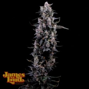 James Loud Genetics Sour Grape Diesel feminisierte Cannabis Samen