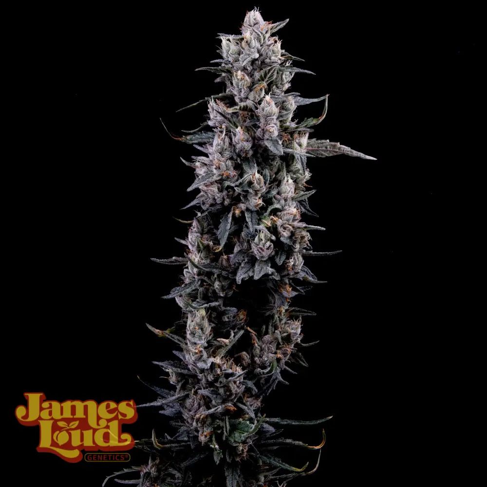 James Loud Genetics Sour Grape Diesel feminisierte Cannabis Samen