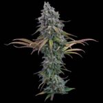 Brothers Grimm Seeds Space Queen feminisiert – 3 Samen