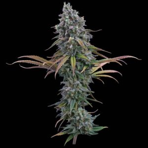 Brothers Grimm Seeds Space Queen feminisiert – 3 Samen