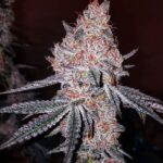 Ethos Genetics Strawberry Cookies OG R1 feminisiert – 5 Samen