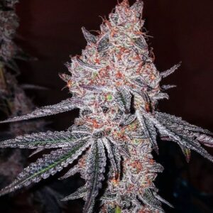 Ethos Genetics Strawberry Cookies OG R1 feminisiert – 5 Samen