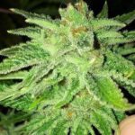 The Cali Connection Strawberry OG feminisiert – 6 Samen