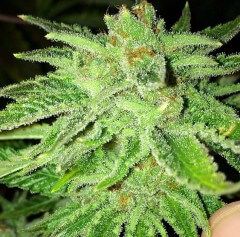 The Cali Connection Strawberry OG feminisierte Cannabis Samen