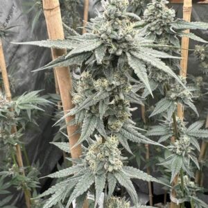 Solfire Gardens Sundae Supper feminisierte Cannabis Samen