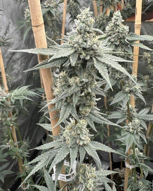 Solfire Gardens Sundae Supper feminisierte Cannabis Samen