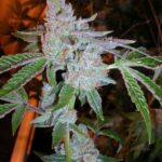 The Cali Connection Tahoe OG Kush feminisiert – 6 Samen