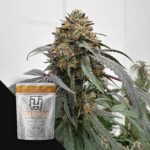 Terphogz Banana Zruntz - 10 Samen