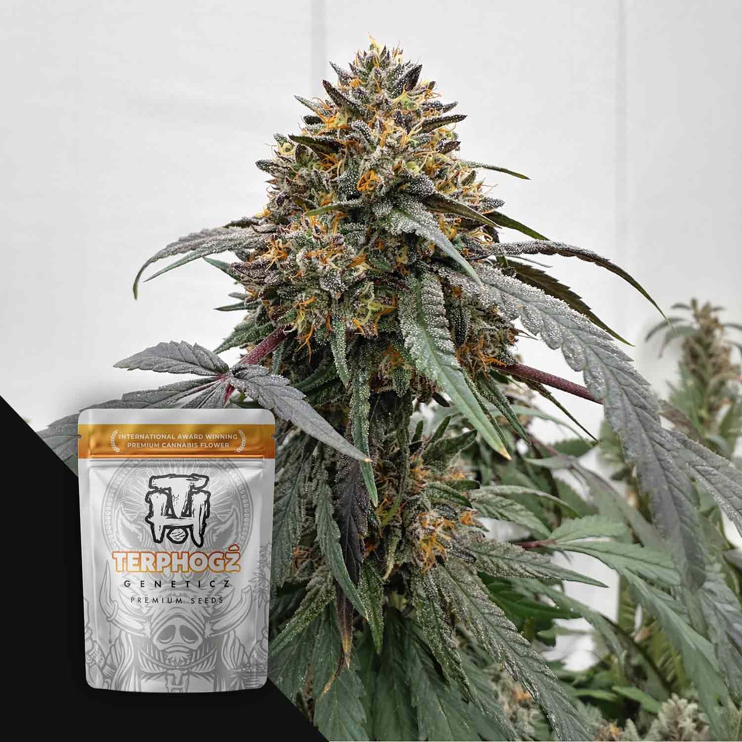 Terphogz Banana Zruntz - 10 reguläre Cannabis Samen