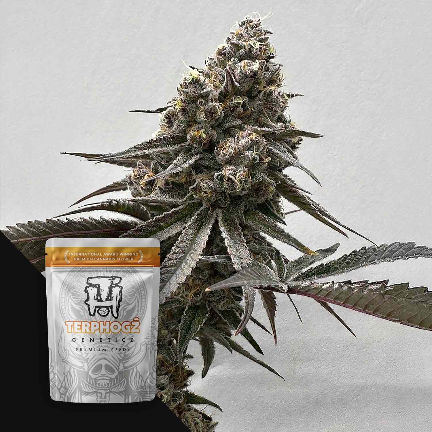 Terphogz Blooberry Headband - 10 reguläre Cannabis Samen