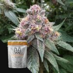Terphogz Blooberry Z - 10 Samen