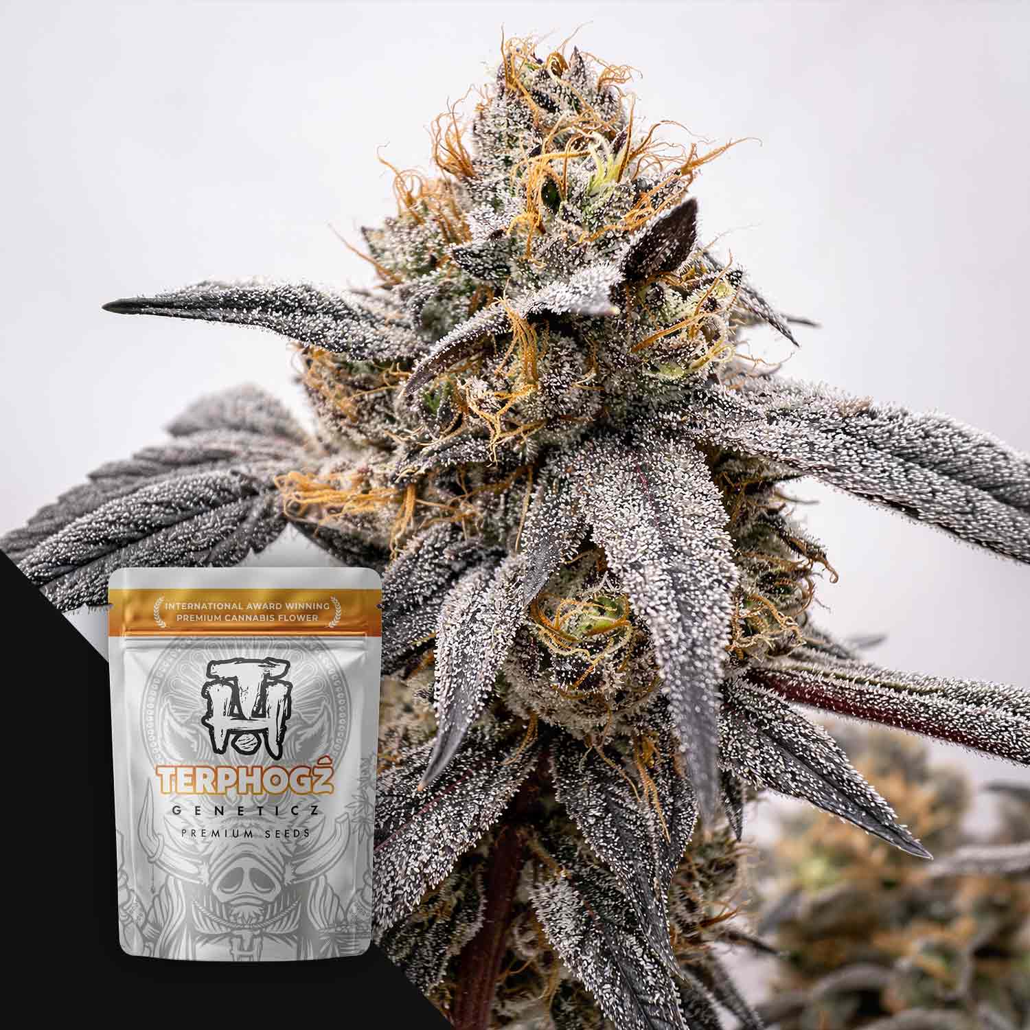 Terphogz Bloogatti Pie - 10 reguläre Cannabis Samen
