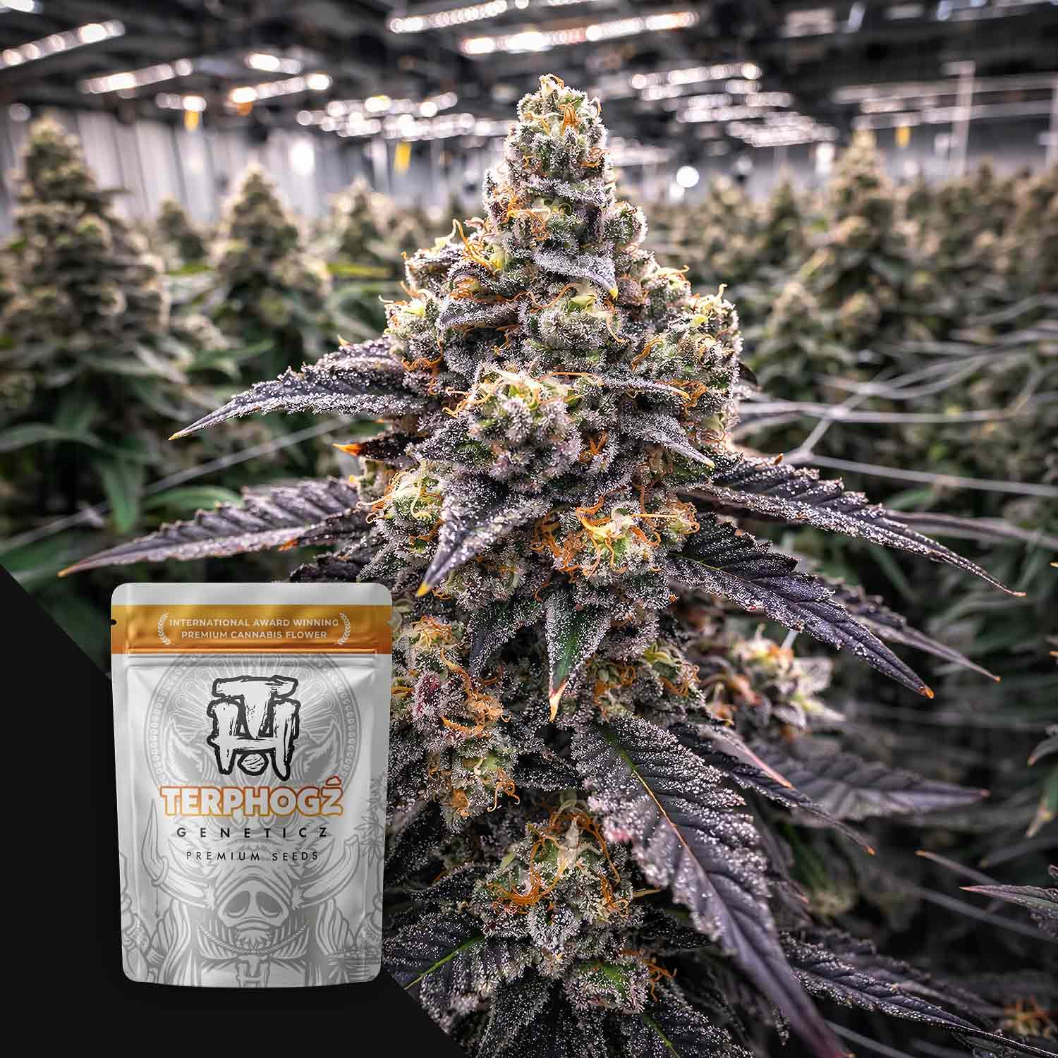 Terphogz Bloogatti - 10 reguläre Cannabis Samen
