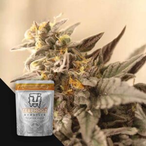 Terphogz Blue Zuava – 10 Samen