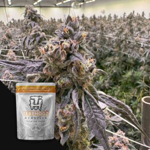 Terphogz Dulce Con Gas – 10 Samen