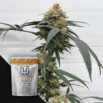 Terphogz HOG Passion - 10 Samen