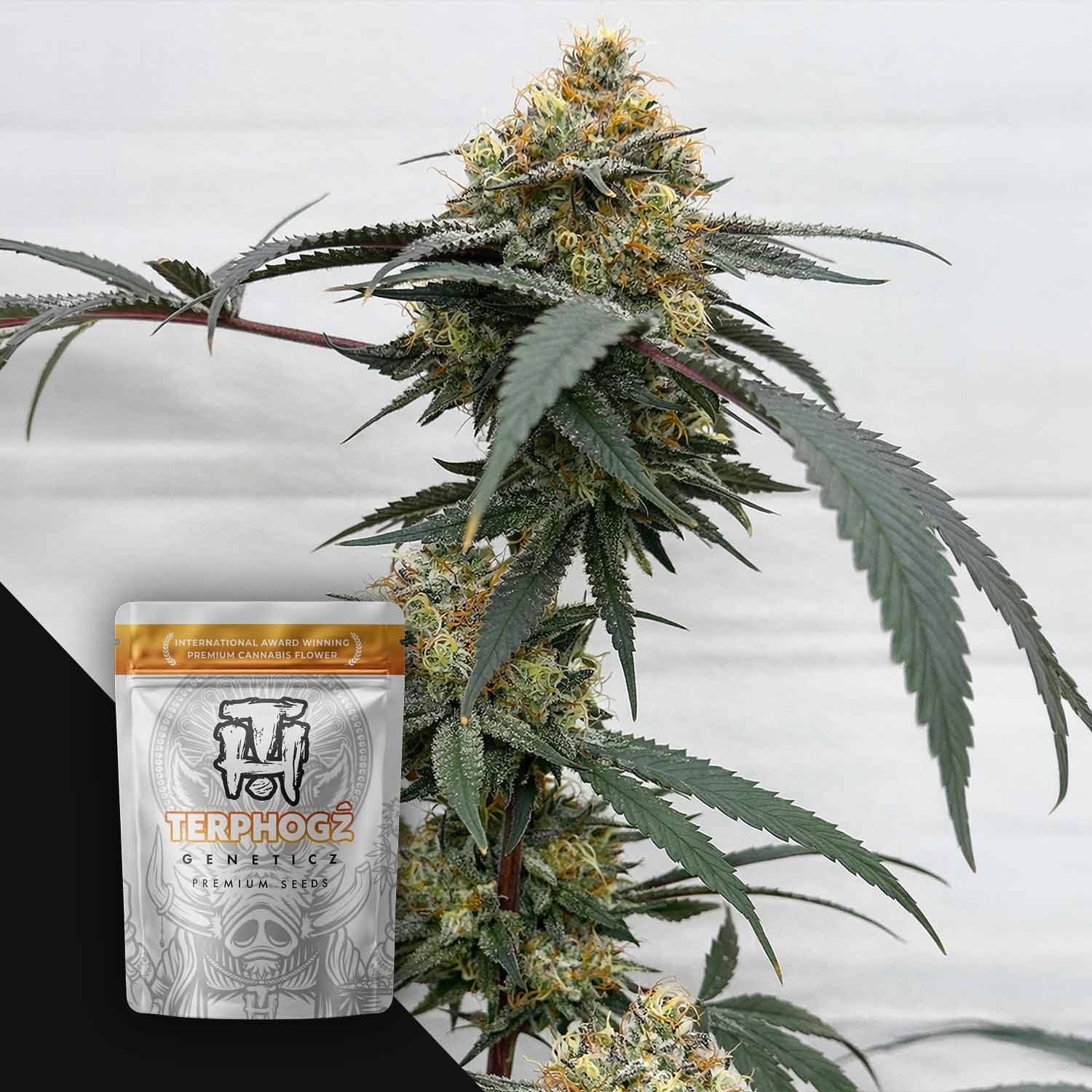 Terphogz HOG Passion - 10 reguläre Cannabis Samen