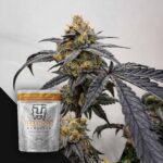 Terphogz Pineapple Zowah - 10 Samen