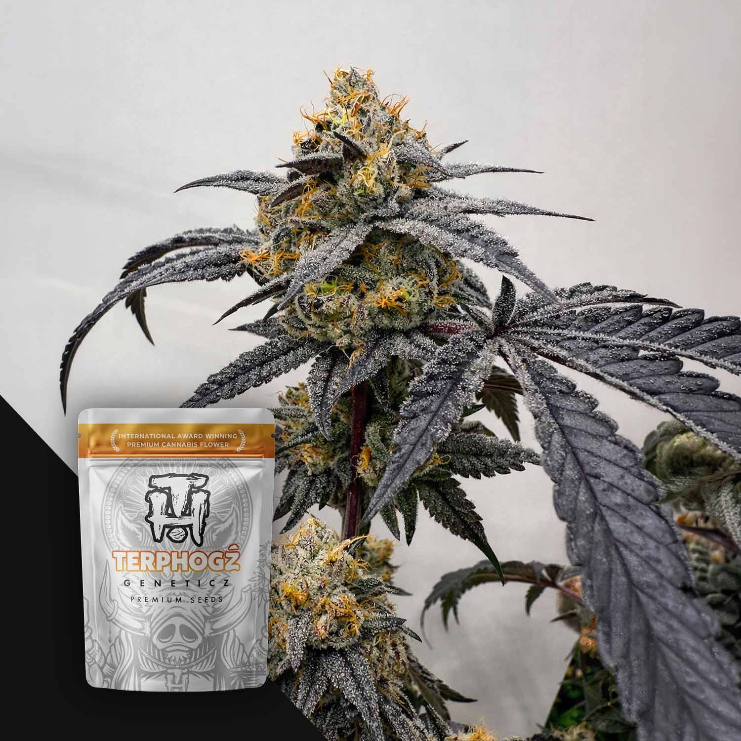 Terphogz Pineapple Zowah - 10 reguläre Cannabis Samen