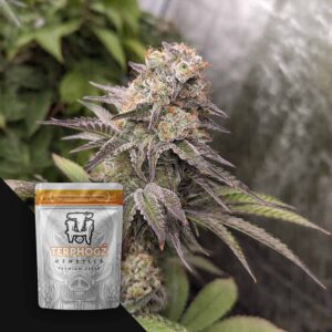 Terphogz White Zlushie – 10 Samen