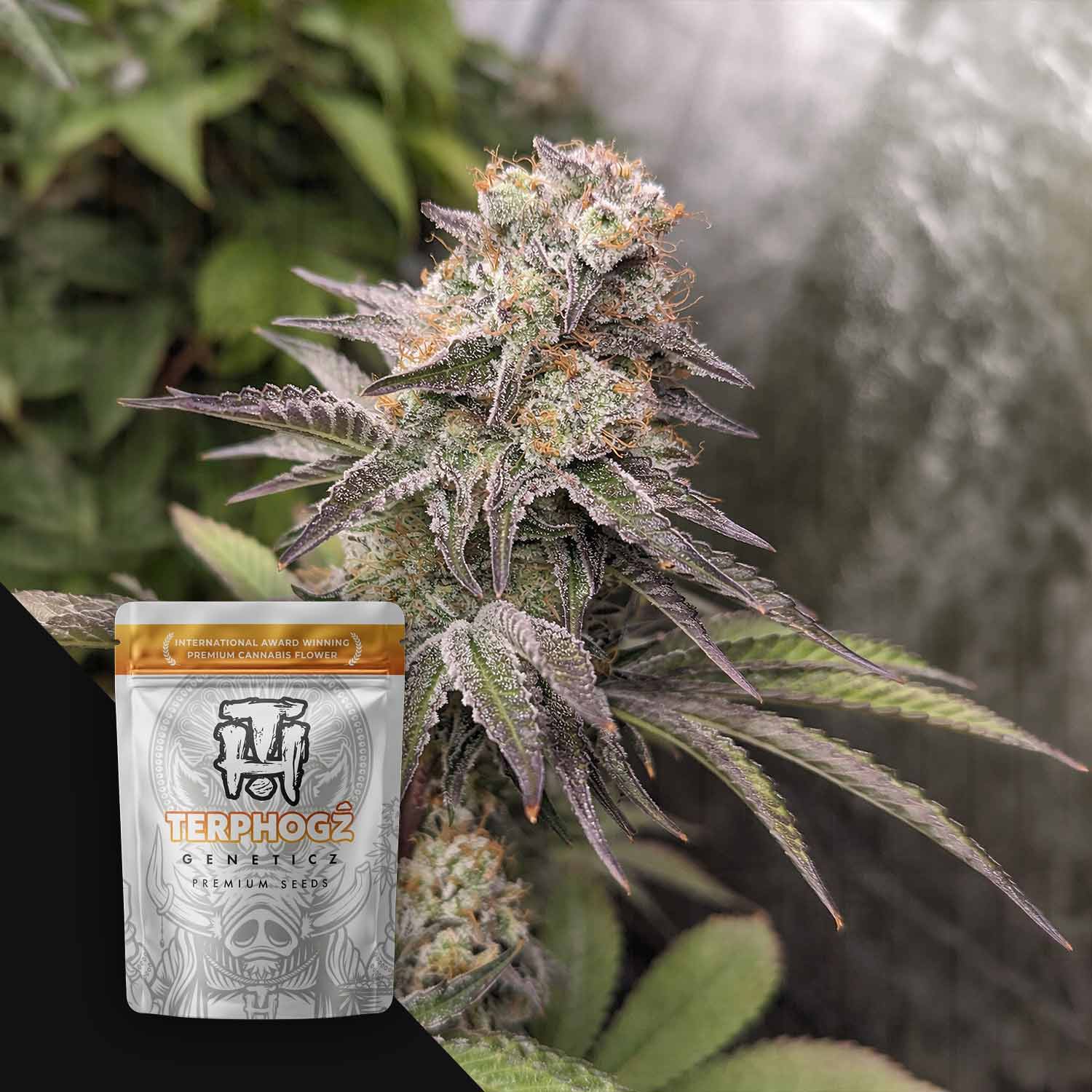 Terphogz White Zlushie - 10 reguläre Cannabis Samen