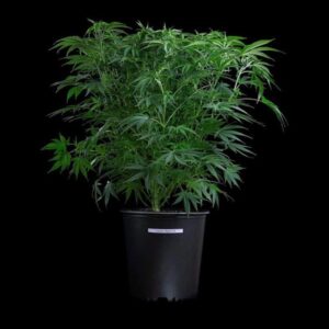 Brothers Grimm Seeds Thai Herer 99 feminisiert – 3 Samen
