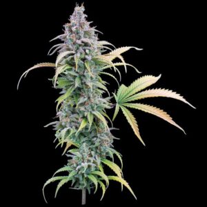 Brothers Grimm Seeds Thai Herer 99 feminisiert – 3 Samen