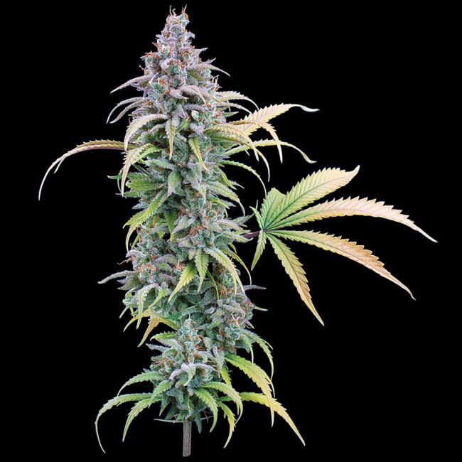 Brothers Grimm Seeds Thai Herer 99 feminisiert – Samenverpackung