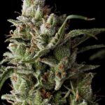Grand Daddy Genetics The Funk feminisiert – 5 Samen