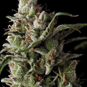 Grand Daddy Genetics The Funk feminisierte Cannabis Samen