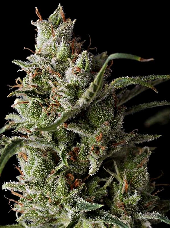 Grand Daddy Genetics The Funk feminisierte Cannabis Samen