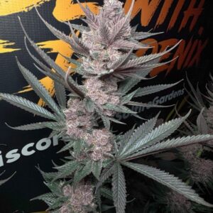 Solfire Gardens The Pulp Father feminisierte Cannabis Samen