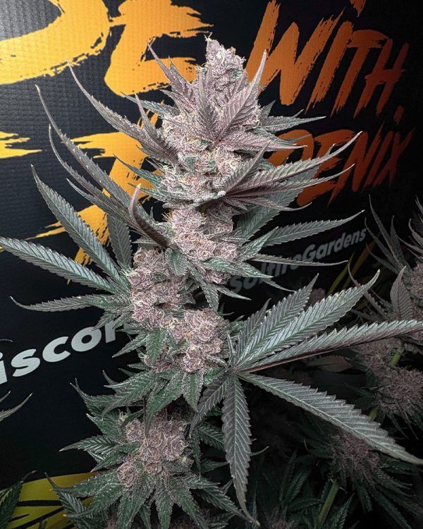 Solfire Gardens The Pulp Father feminisierte Cannabis Samen