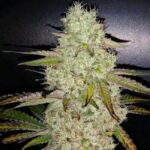 Ethos Genetics Toasted R1 feminisiert – 5 Samen
