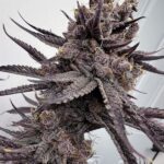 Solfire Gardens Trap God feminisiert – 6 Samen