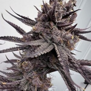 Solfire Gardens Trap God feminisierte Cannabis Samen
