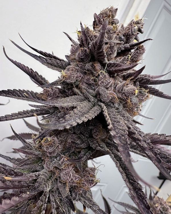Solfire Gardens Trap God feminisierte Cannabis Samen