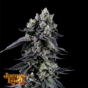 James Loud Genetics Triangle Lemon Cherry feminisierte Cannabis Samen
