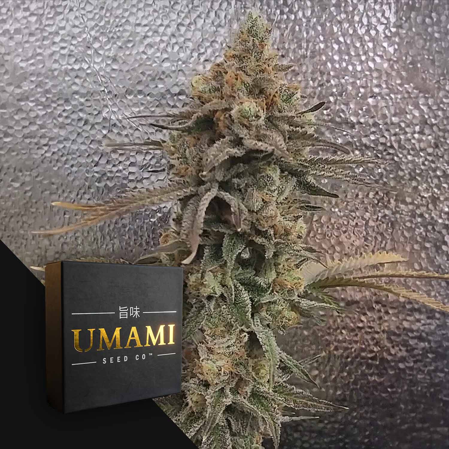Color Theory Feminisierte Cannabis Samen von Umami Seeds