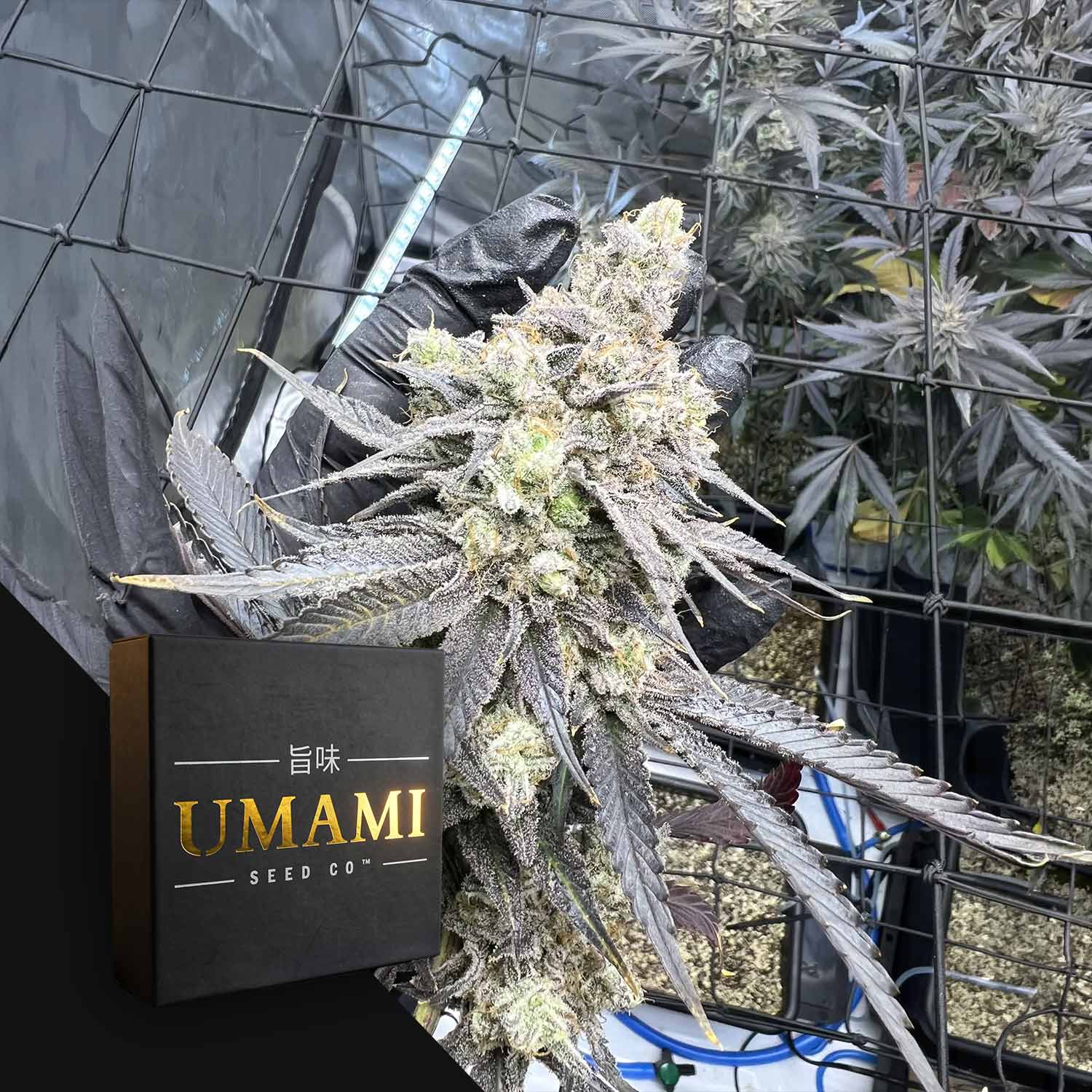 Juice Pack Feminisierte Cannabis Samen von Umami Seeds