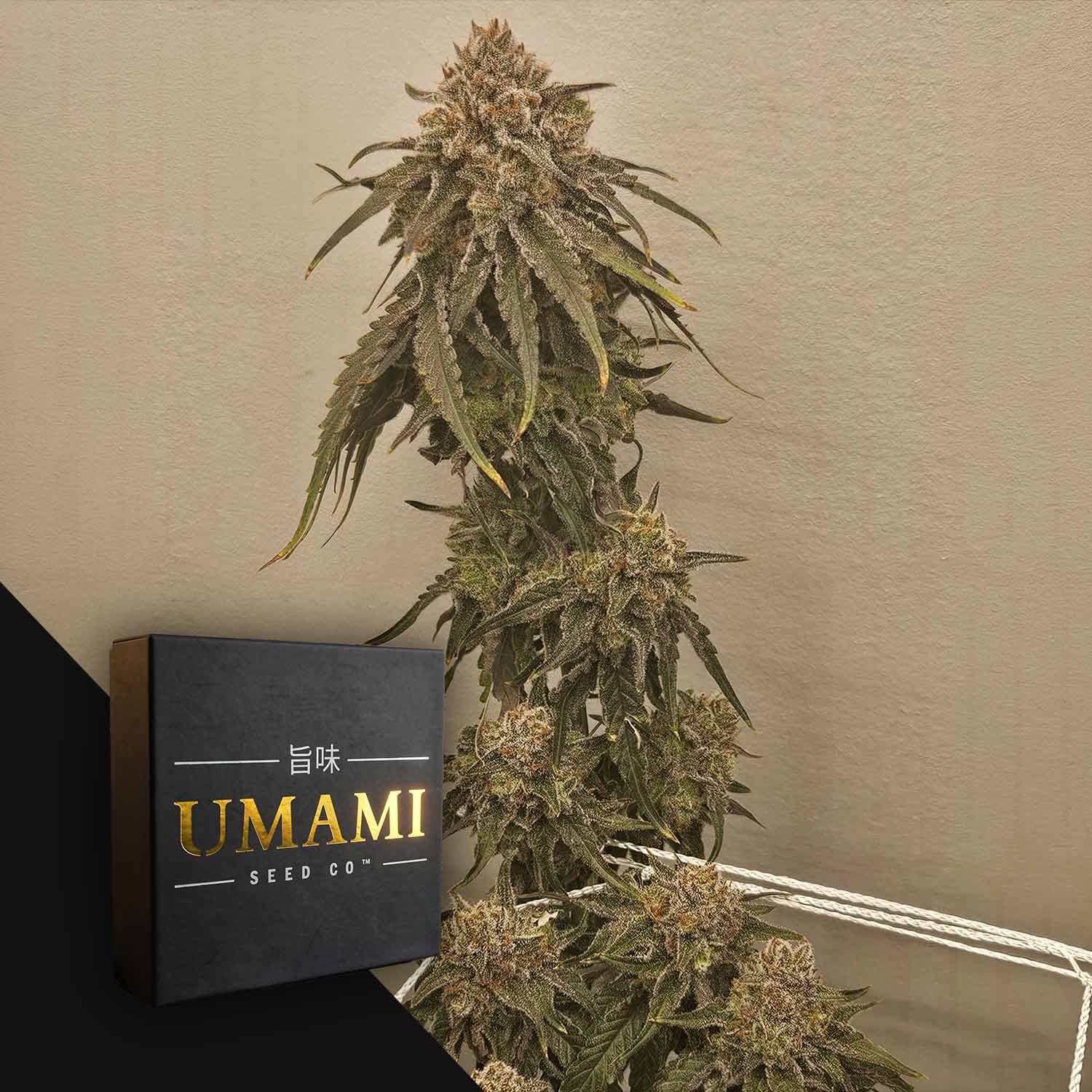 Liquid Lime Feminisierte Cannabis Samen von Umami Seeds