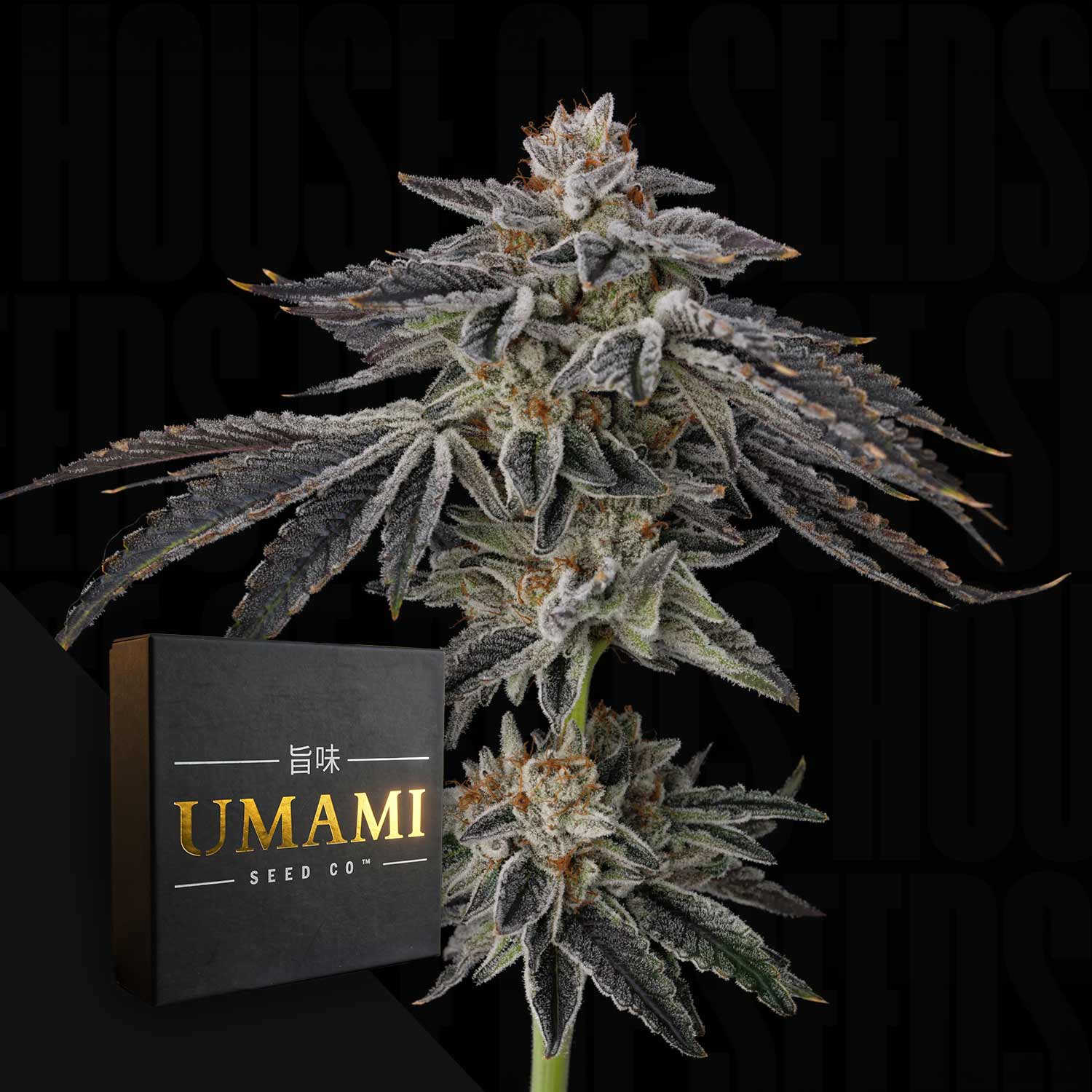 Purple Ink Feminisierte Cannabis Samen von Umami Seeds